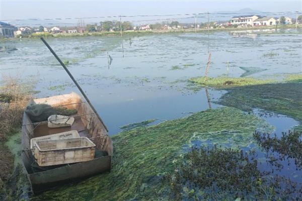 龙虾怎么养殖,池塘中栽培水草可为它们提供栖息场所