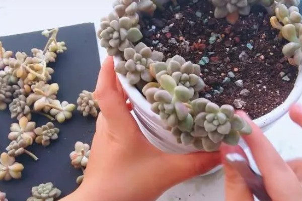 姬秋丽怎样养成粉色,要及时补充光照