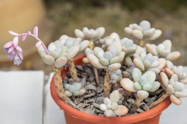 姬秋丽怎样养成粉色,要及时补充光照