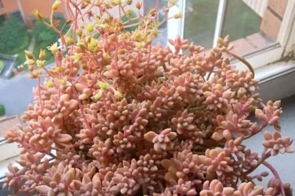 姬秋丽怎样养成粉色,要及时补充光照