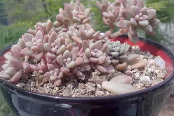 姬秋丽怎样养成粉色,要及时补充光照