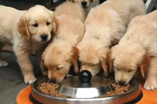 怎么养金毛犬，根据年龄决定喂食次数