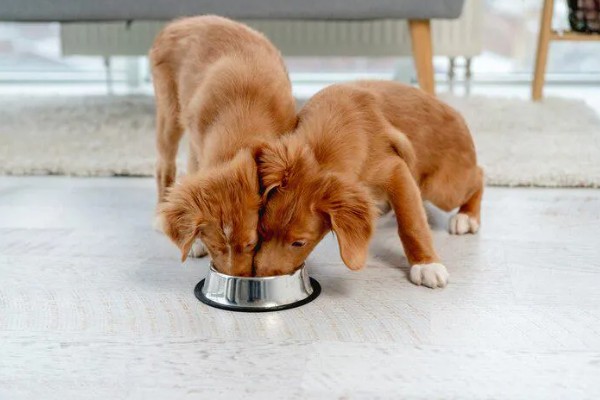 怎么养金毛犬，根据年龄决定喂食次数