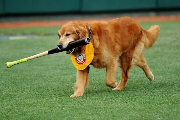 怎么养金毛犬，根据年龄决定喂食次数