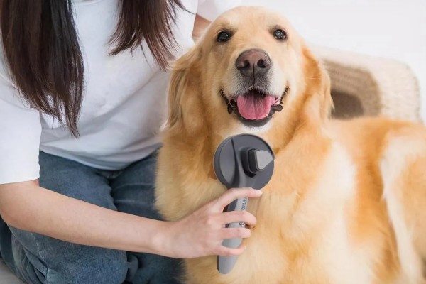 怎么养金毛犬，根据年龄决定喂食次数