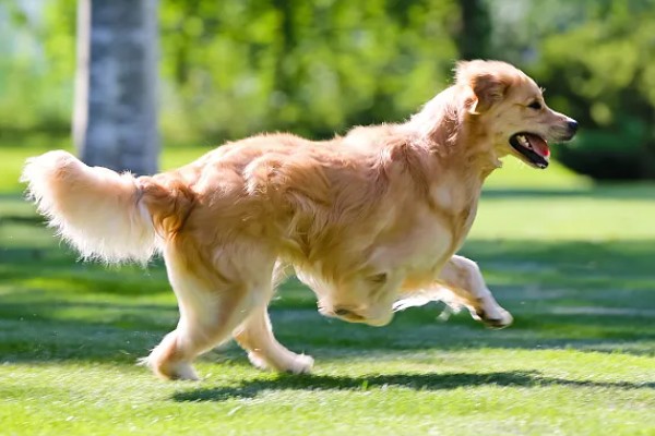 怎么养金毛犬，根据年龄决定喂食次数
