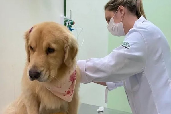 怎么养金毛犬，根据年龄决定喂食次数