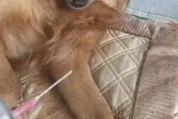 怎么养金毛犬，根据年龄决定喂食次数