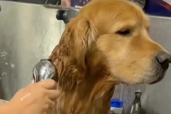 怎么养金毛犬，根据年龄决定喂食次数