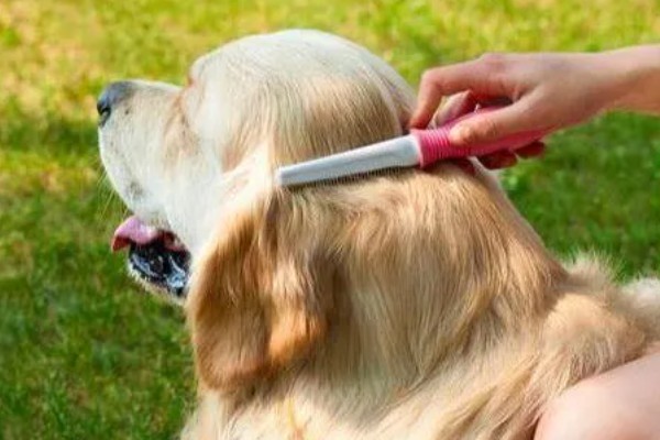 怎么养金毛犬，根据年龄决定喂食次数