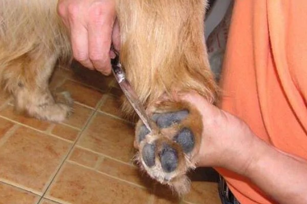 怎么养金毛犬，根据年龄决定喂食次数