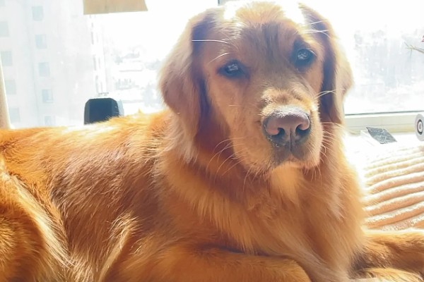 怎么养金毛犬，根据年龄决定喂食次数