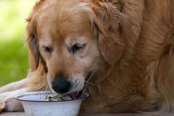 怎么养金毛犬，根据年龄决定喂食次数