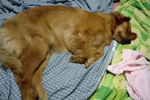 怎么养金毛犬，根据年龄决定喂食次数