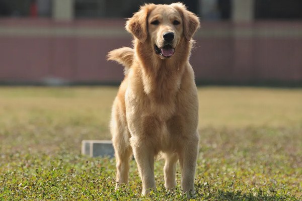怎么养金毛犬，根据年龄决定喂食次数