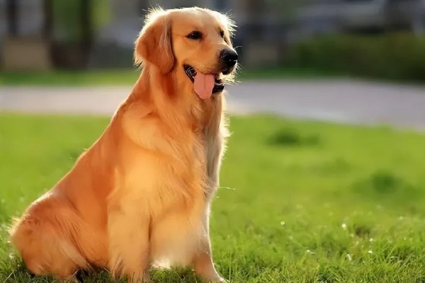 怎么养金毛犬，根据年龄决定喂食次数