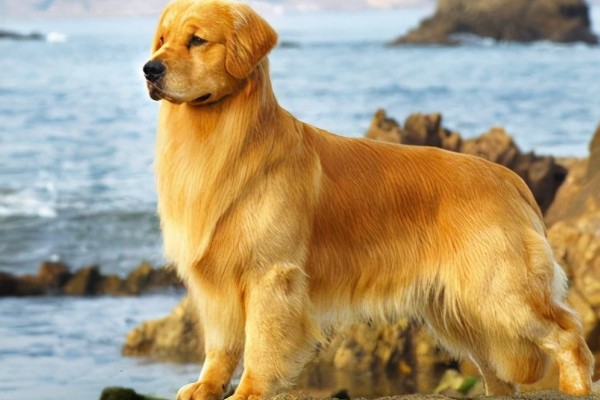 怎么养金毛犬，根据年龄决定喂食次数