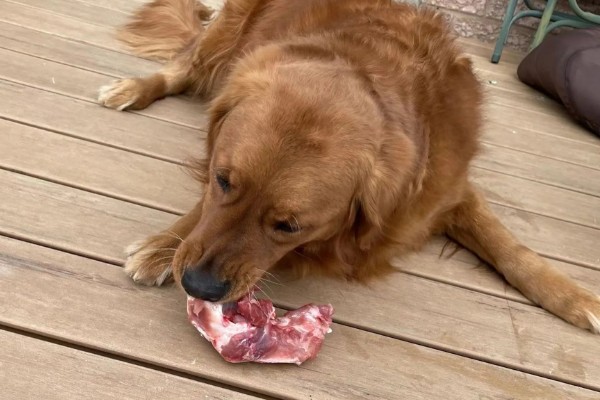 怎么养金毛犬，根据年龄决定喂食次数