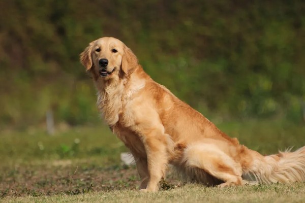 怎么养金毛犬，根据年龄决定喂食次数