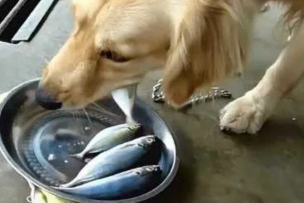 怎么养金毛犬，根据年龄决定喂食次数