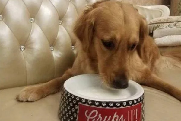 怎么养金毛犬，根据年龄决定喂食次数