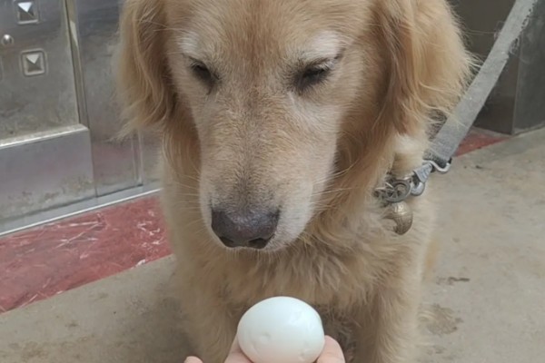 怎么养金毛犬，根据年龄决定喂食次数