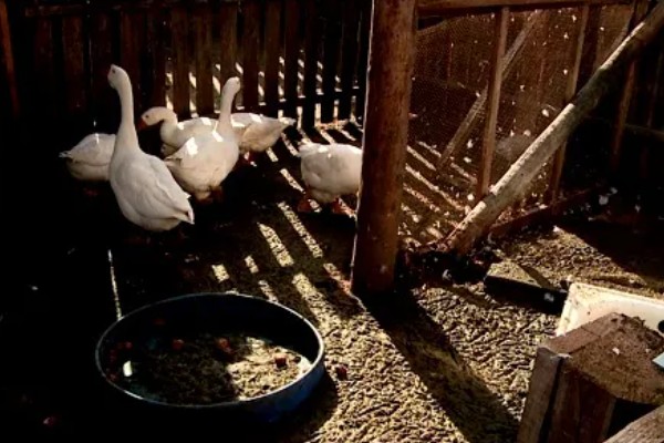 鹅多大晚上就不用开灯，4周龄以后可逐步脱温