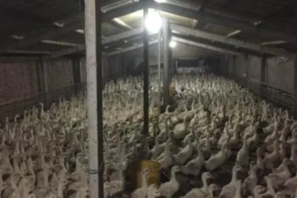 鹅多大晚上就不用开灯，4周龄以后可逐步脱温