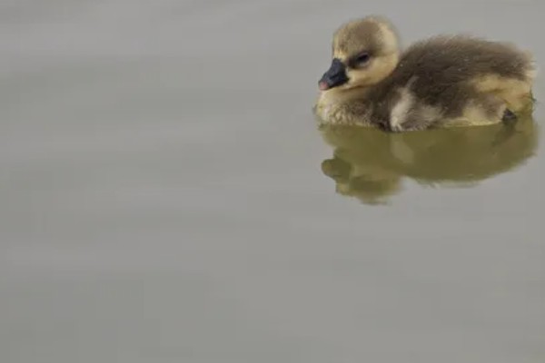 鹅多大晚上就不用开灯，4周龄以后可逐步脱温
