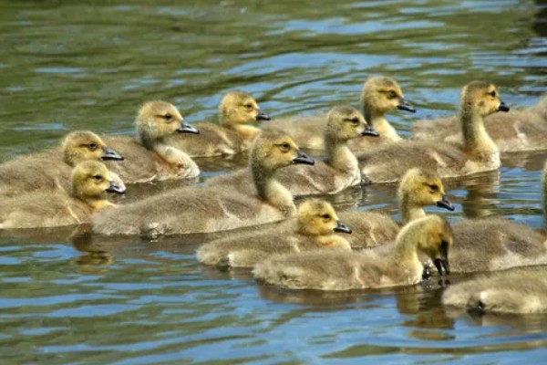 鹅多大晚上就不用开灯，4周龄以后可逐步脱温