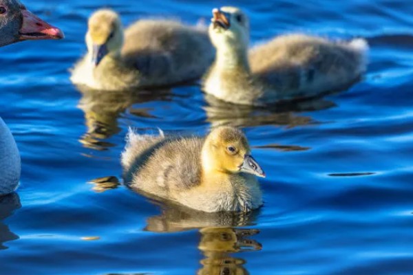 鹅多大晚上就不用开灯，4周龄以后可逐步脱温