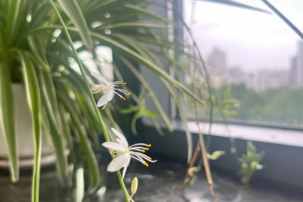 吊兰开花了如何打理，需要给与它足够的光照条件