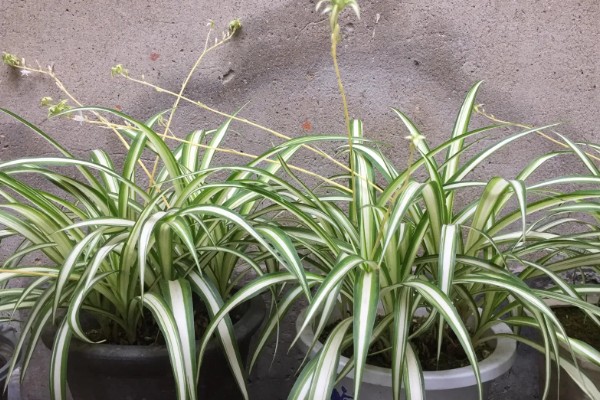 吊兰开花了如何打理，需要给与它足够的光照条件