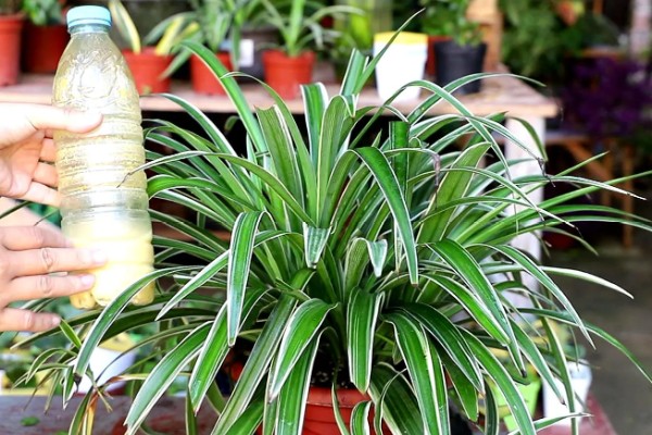 吊兰开花了如何打理，需要给与它足够的光照条件