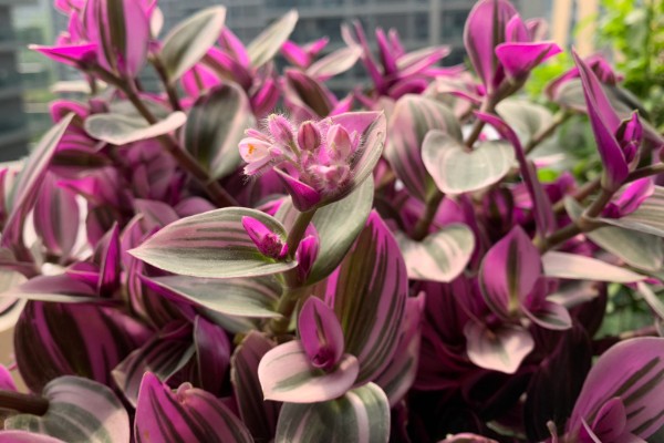 吊兰开花了如何打理，需要给与它足够的光照条件