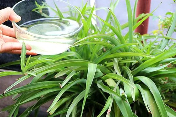 吊兰开花了如何打理，需要给与它足够的光照条件