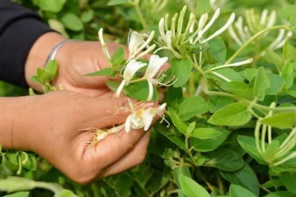 金银花春季如何抹芽，将腋芽和嫩枝全部去除