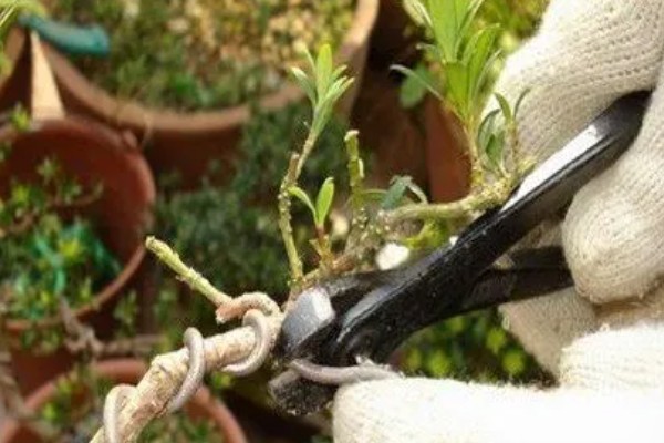 金银花春季如何抹芽，将腋芽和嫩枝全部去除