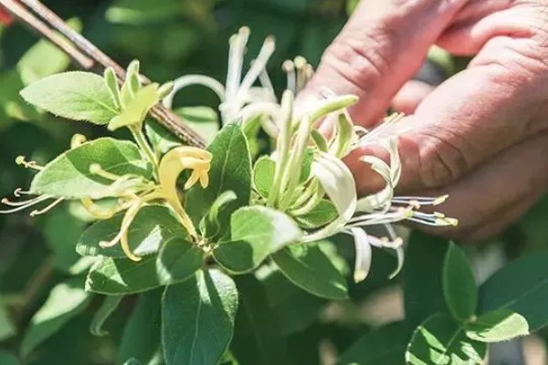 金银花春季如何抹芽，将腋芽和嫩枝全部去除