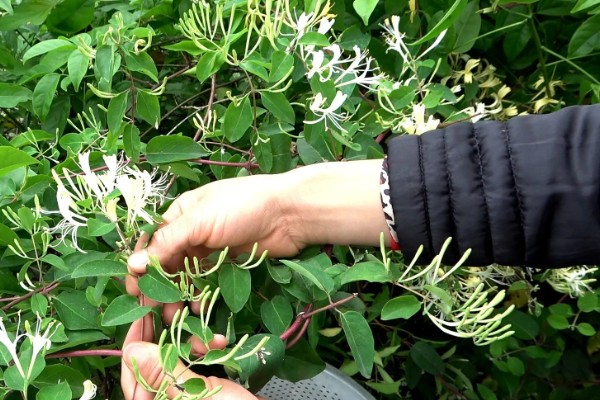 金银花春季如何抹芽，将腋芽和嫩枝全部去除