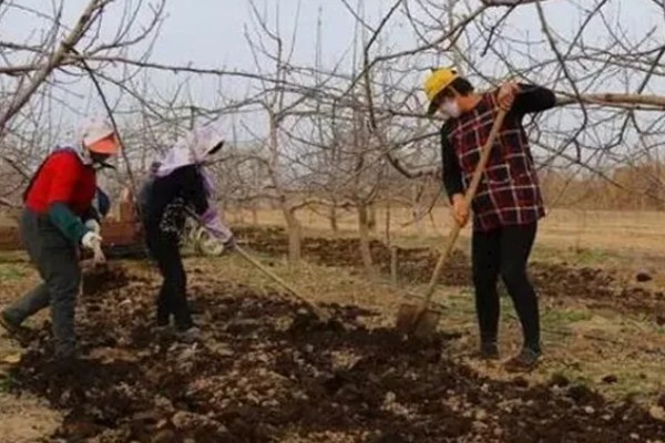 哪种有机肥适合果园用，可以选择传统有机肥或商品有机肥
