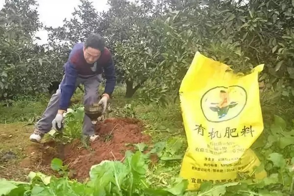哪种有机肥适合果园用，可以选择传统有机肥或商品有机肥
