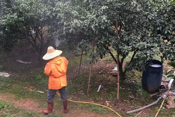 哪种有机肥适合果园用，可以选择传统有机肥或商品有机肥