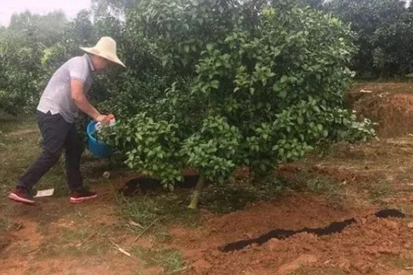 哪种有机肥适合果园用，可以选择传统有机肥或商品有机肥