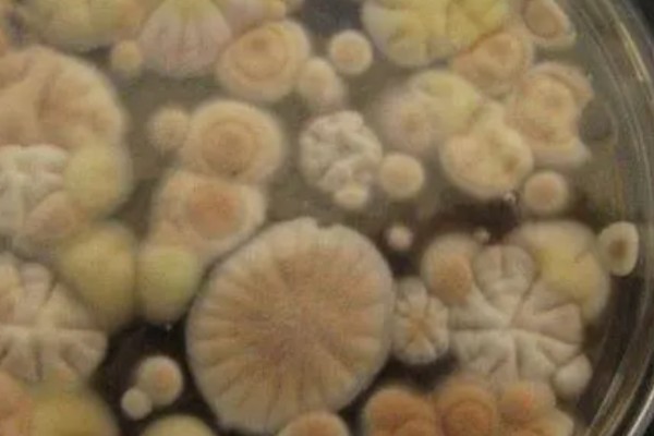 槐耳液体培养方法,温度保持在27-28℃