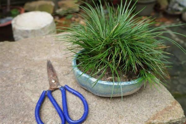 菖蒲叶子黄如何处理，光照强烈要为它遮阴