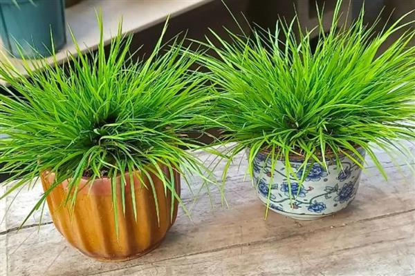 菖蒲叶子黄如何处理，光照强烈要为它遮阴