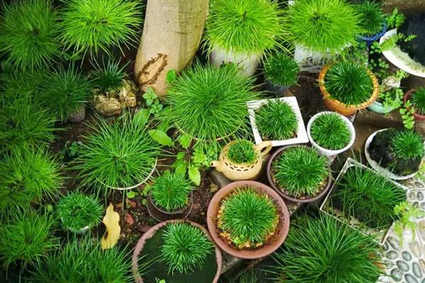 菖蒲叶子黄如何处理，光照强烈要为它遮阴