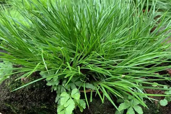 菖蒲叶子黄如何处理，光照强烈要为它遮阴