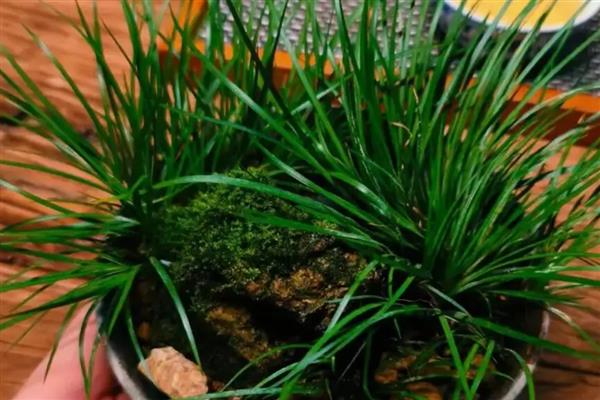 菖蒲叶子黄如何处理，光照强烈要为它遮阴